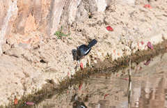Copsychus saularis
