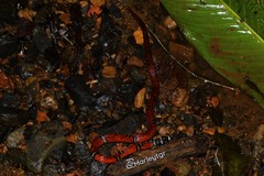 Tantilla supracincta