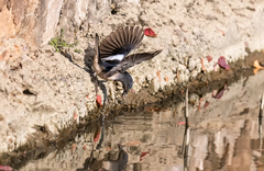 Copsychus saularis