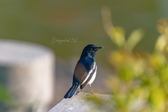 Copsychus saularis