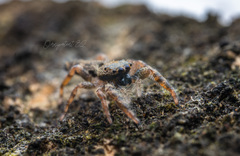 Ocrisiona