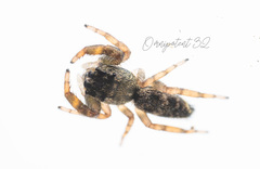 Ocrisiona