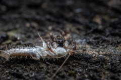 Ocrisiona