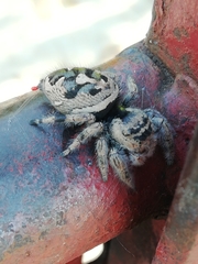 Phidippus albulatus