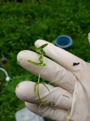 Callitriche hamulata