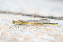 Coenagrionidae