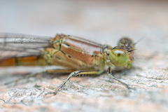 Coenagrionidae