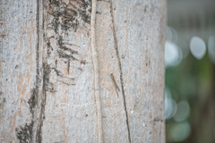 Coenagrionidae