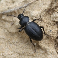 Tentyria grossa grossa