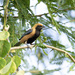 Stilpnia cayana flava - Photo (c) eduardovieira17, some rights reserved (CC BY-NC), uploaded by eduardovieira17