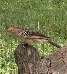 Guira guira