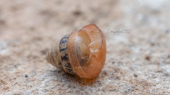 Pseudobuliminus buliminus