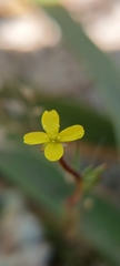 Camissonia dentata