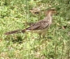 Guira guira