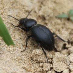 Tentyria grossa grossa