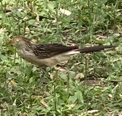 Guira guira