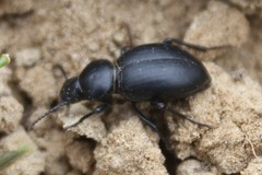 Tentyria grossa grossa