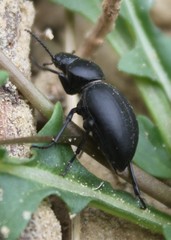 Tentyria grossa grossa