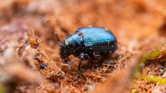 Parasynaptopsis