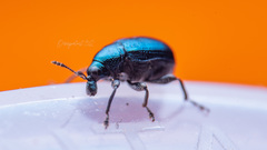 Parasynaptopsis