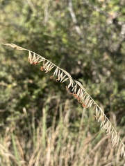 Bouteloua reflexa