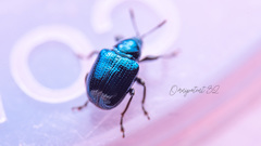 Parasynaptopsis