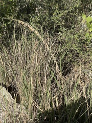 Bouteloua reflexa