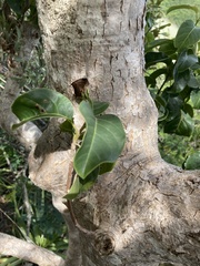Pisonia subcordata