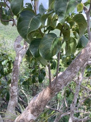 Pisonia subcordata