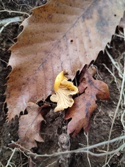 Cantharellus romagnesianus