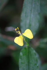 Aneilema aequinoctiale