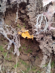 Cantharellus romagnesianus