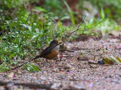 Turdus fulviventris