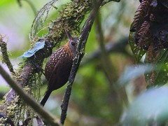 Premnoplex brunnescens