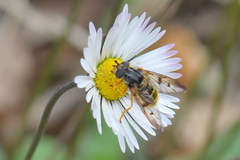 Ferdinandea fumipennis
