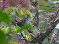 Henicorhina leucoptera