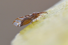 Homotoma ficus