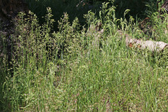 Poa wheeleri