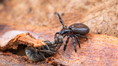 Stiphropus ocellatus