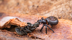 Stiphropus ocellatus