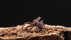 Phrynarachne