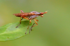 Dichetophora obliterata