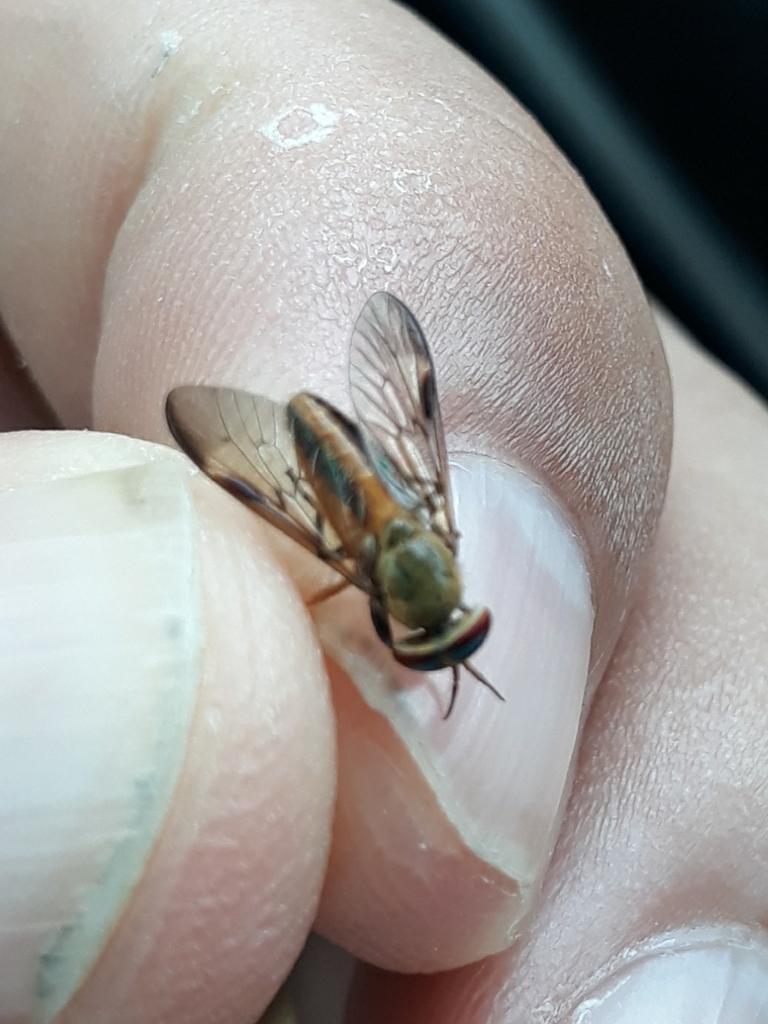 Diachlorus bivittatus