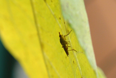 Dichetophora obliterata