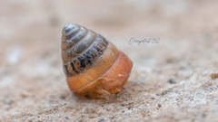 Pseudobuliminus buliminus