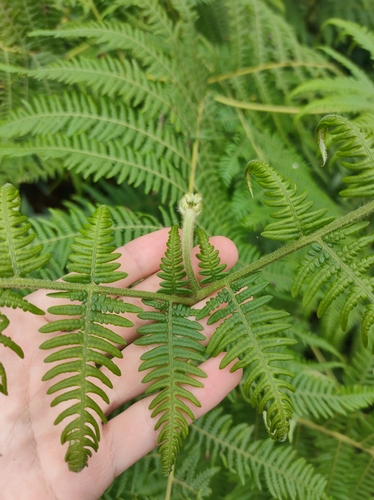 South Asian bracken