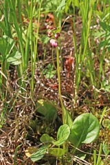 Pyrola asarifolia asarifolia