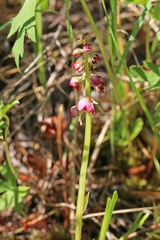Pyrola asarifolia asarifolia