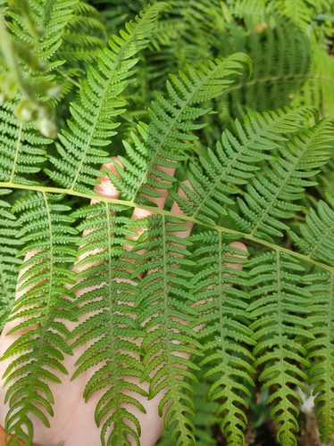 South Asian bracken