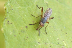 Dichetophora obliterata